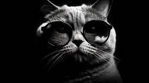 new collection 1 - Translation missing: en.resource_type.collection cover image